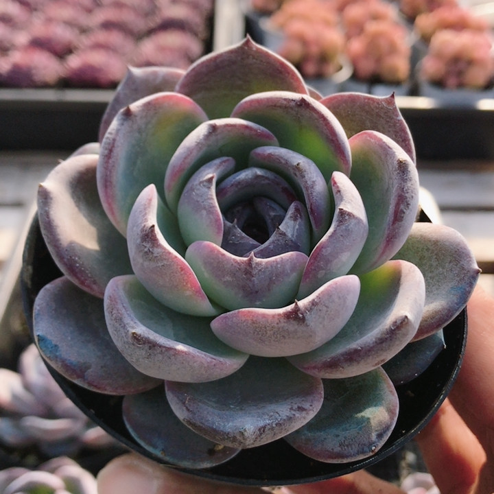 黑橙  多肉植物稀有名贵阳台窗台好养绿植花卉盆栽（20包邮）,鲜花速递/花卉仿真/绿植园艺,多肉植物,淘宝优惠券,粉丝福利购,淘宝优惠卷