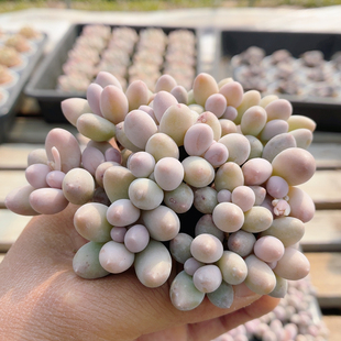 可心奶  多肉植物稀有名贵阳台办公室好养绿植花卉盆栽（20包邮）