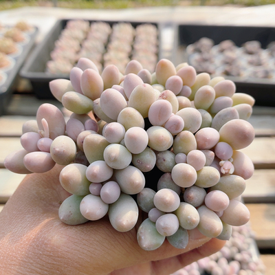 可心奶  多肉植物稀有名贵阳台办公室好养绿植花卉盆栽（20包邮）