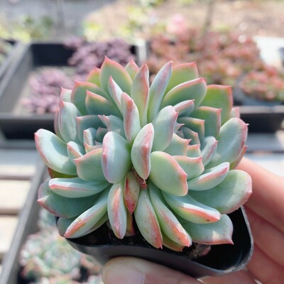 莎莎女王  多肉植物阳台精品好养稀有花卉绿植高颜值（20包邮）