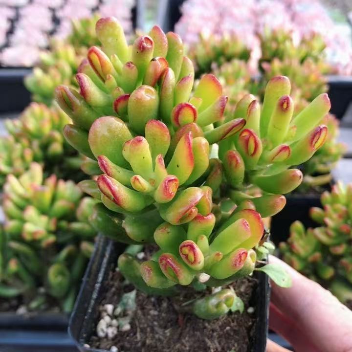 招财猫  多肉植物盆栽室内桌面趣味迷你名贵高颜值小盆栽（20包邮