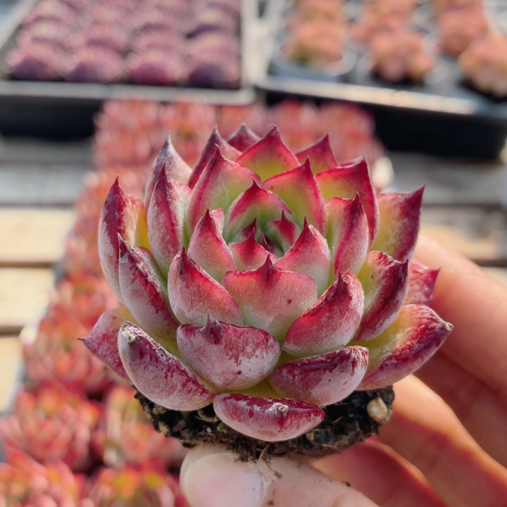 篝火  多肉植物精品稀有好养窗台办公室花卉小盆栽（20包邮）,鲜花速递/花卉仿真/绿植园艺,多肉植物,淘宝优惠券,粉丝福利购,淘宝优惠卷