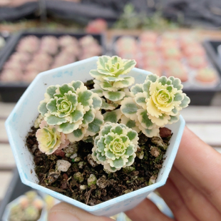 亚特兰蒂斯锦  精品多肉植物盆栽多肉高颜值名贵花卉植物（20包邮