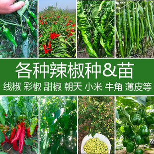 辣椒种苗盆栽五彩甜椒泡椒朝天椒牛角椒羊角椒线椒杭椒蔬菜幼秧苗