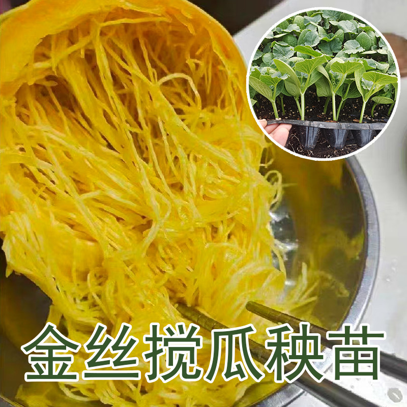 金丝搅瓜秧苗种子天然粉丝板栗蜜本板栗奶油茭爬藤黄金小南绞瓜苗