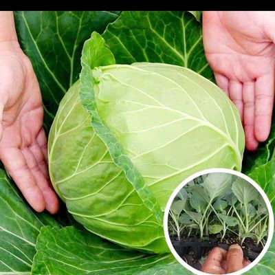 甘蓝秧苗菜苔大白菜松花菜蔬菜苗