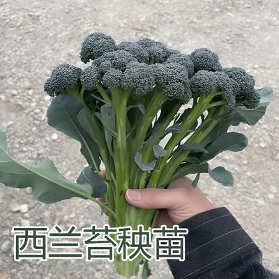 西兰苔秧苗西洋芥兰菜苔西兰花苔