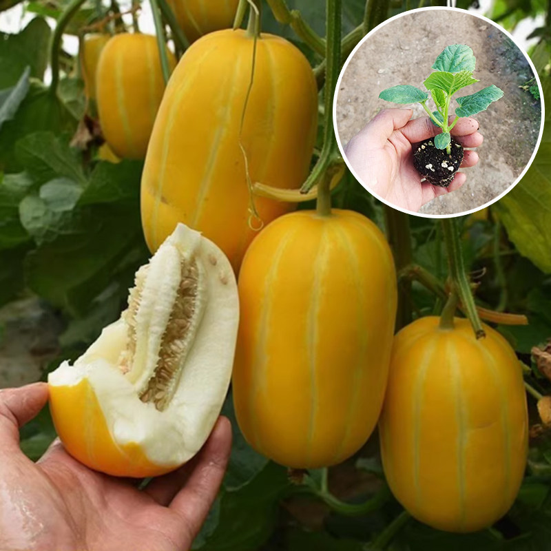 黄金道甜瓜种苗黄金蜜种子羊角蜜水果甜宝绿宝石冰糖子白香瓜秧苗