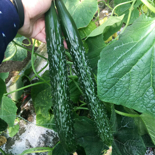 强雌青皮绿肉黄瓜秧苗黑油亮青瓜种籽穴盘苗抗病荷兰水果黄瓜苗子