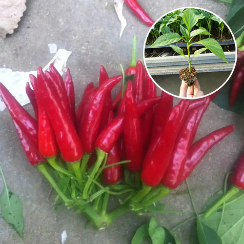 四季朝天椒蔬菜苗穴盘苗