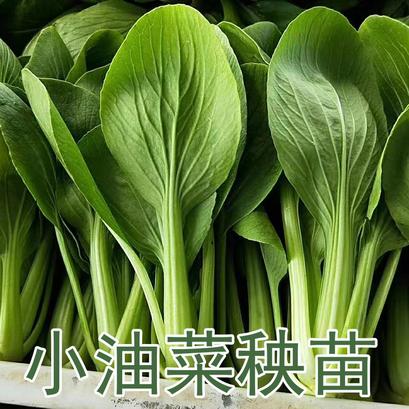 耐寒小青菜菠菜黄乌塌菜蔬菜秧苗