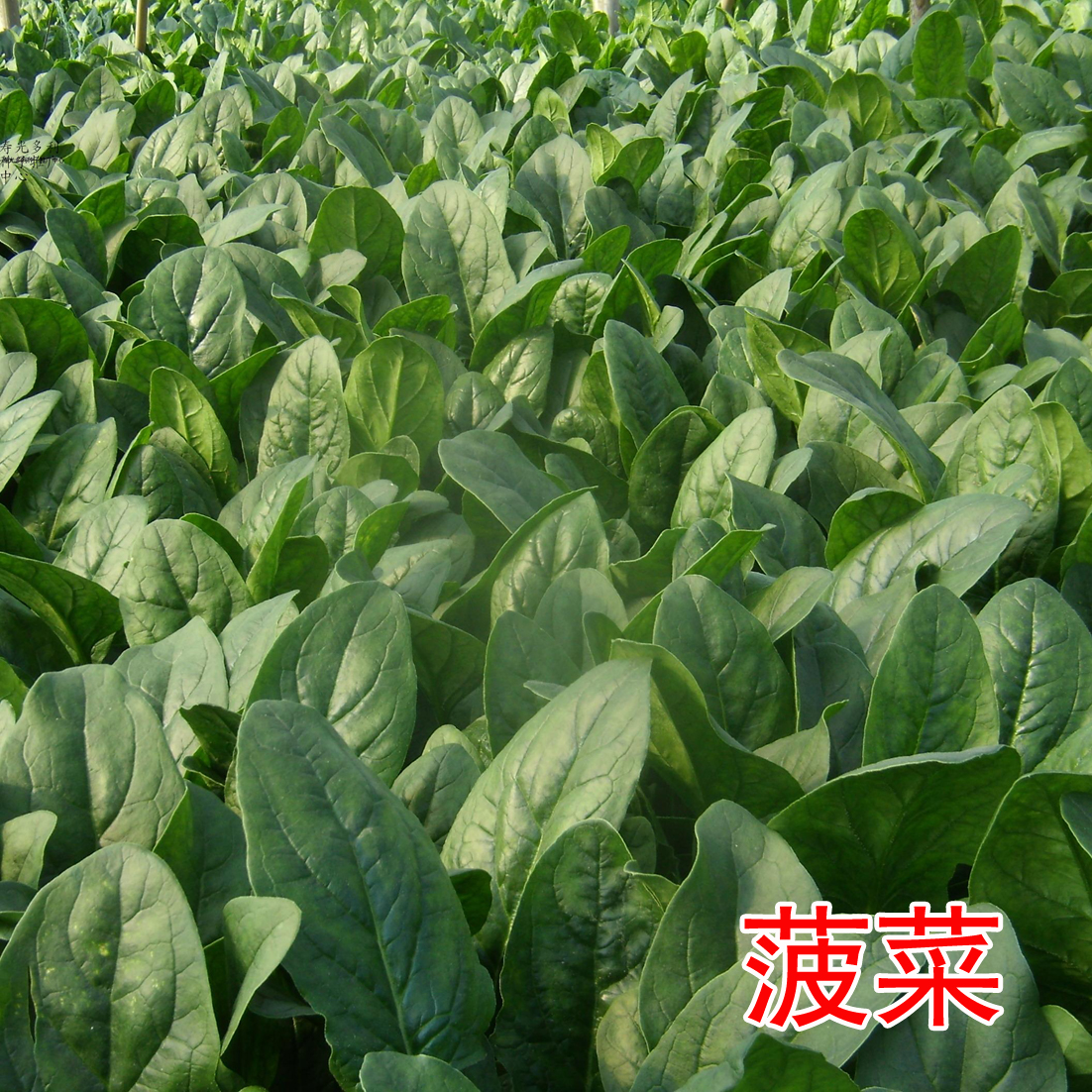 菠菜苗耐寒乌塌菜秧苗莴笋松花菜西兰苔紫皮甘蓝油菜黄心乌蔬菜苗