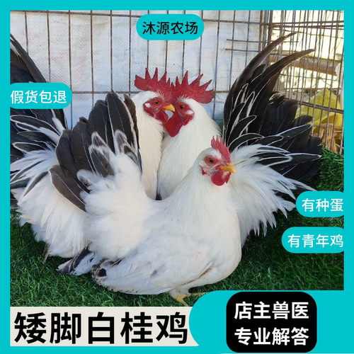 【沐源农场】泰国矮脚鸡活苗白桂矮脚纯种观赏鸡活体脱温袖珍短脚