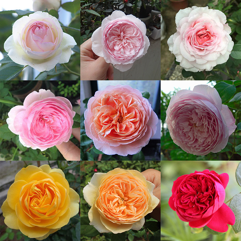 耐热蔷薇带花苞爬藤月季