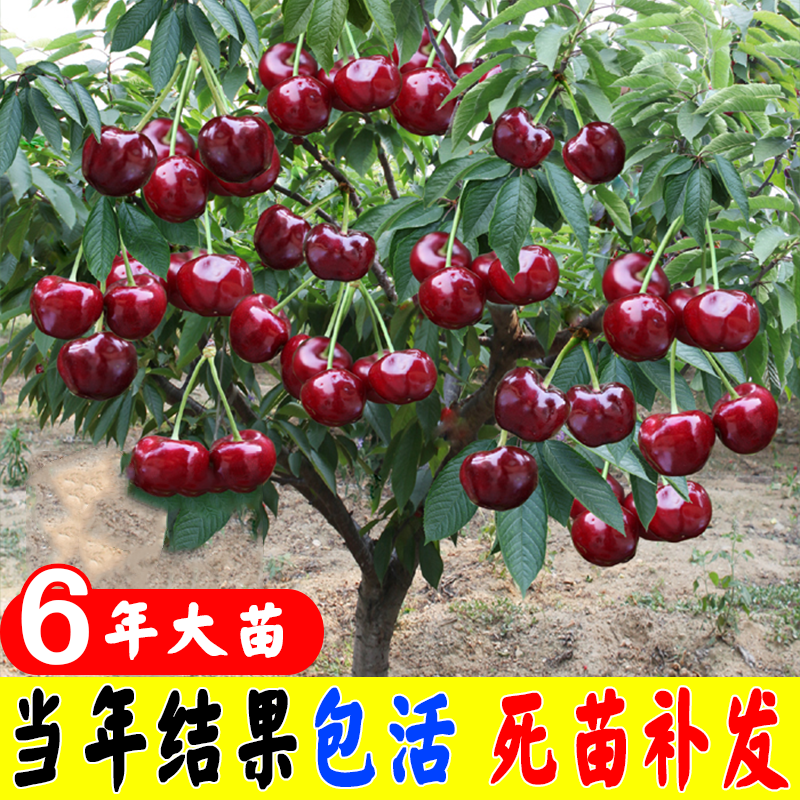 车厘子树苗樱桃树南方北方四季阳台盆栽水果苗种植大樱桃果树果苗