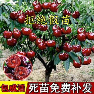 大樱桃车厘子树苗樱桃树苖南方北方四季 种植阳台庭院盆栽果树果苗