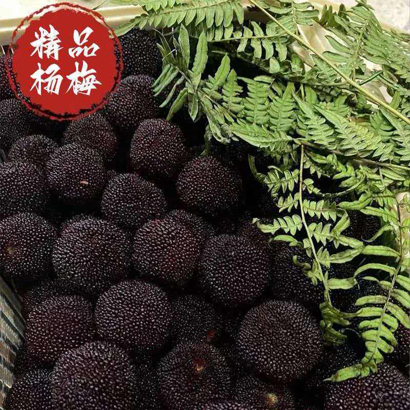 杨梅礼盒当天现摘现发顺丰冷链