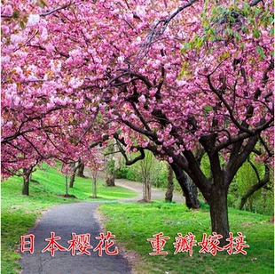 樱花树苗南北方种植日本晚樱花地栽四季庭院绿化花木工程苗木樱花