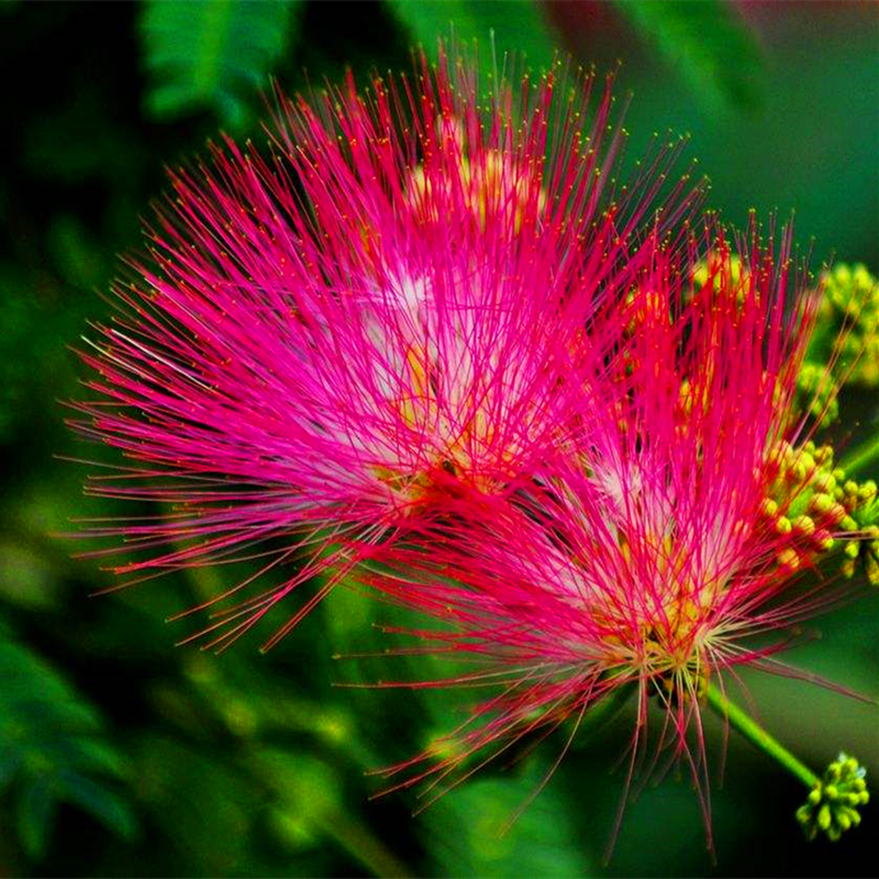 金合欢树苗 合欢苗 绒花树 芙蓉树苗 合欢树 红合欢小苗 夜合欢