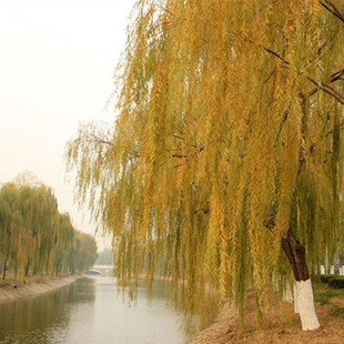 金丝垂柳苗黄金柳树苗速生竹柳养金蝉柳树苗垂柳小苗河边绿化树苗