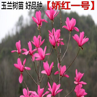 玉兰树苗紫玉兰黄玉兰树苗庭院别墅种植开花更浓娇红一号玉兰花苗
