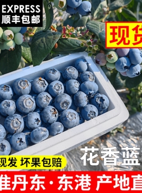 丹东L25花香蓝莓现摘当季新鲜脆甜宝宝蓝莓国产蓝莓鲜果特大果5