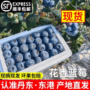 丹东L25花香蓝莓现摘当季新鲜脆甜宝宝蓝莓国产蓝莓鲜果特大果5
