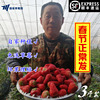 丹东草莓99新鲜现摘红颜九九牛奶大草莓东港奶油草莓3斤助农水果