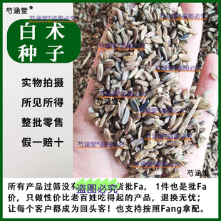 新采白术种籽散装白术种子春秋种植药材材白术籽亳州白术安国白术