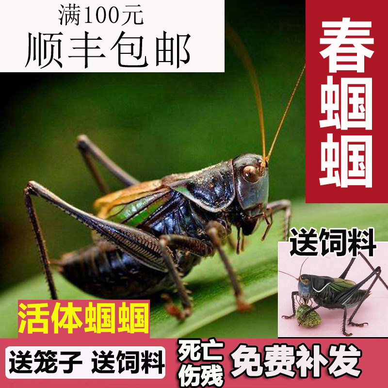 蝈蝈活虫精品带笼子鸣虫高端新脱铁皮天津绿翡翠平谷家养冬蝈蝈