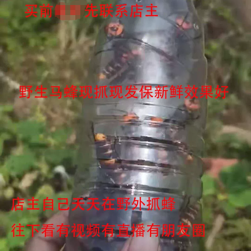野生虎头蜂金环土蜂鲜活马蜂泡酒药材现抓现发直播活泡酒130只