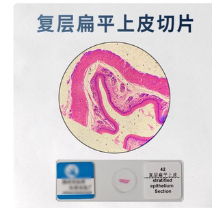 复层扁平上皮装片生物玻片上皮组织人体四大组织初高中生物教学