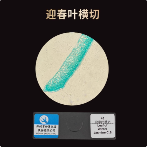 皖南43221 迎春叶横切 小学初中高中生物实验切片显微镜观察装片