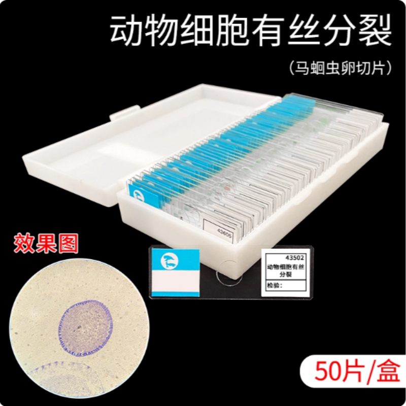 动物细胞有丝分裂切片马蛔虫受精卵切片盒初高中观察实验生物玻片