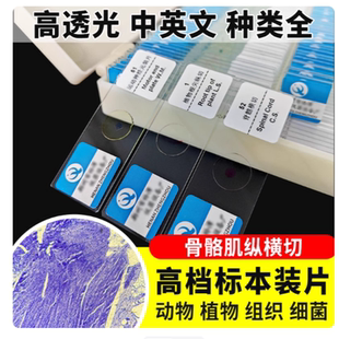 骨骼肌纵横切心肌切片运动神经元装片平滑肌纤维结缔人体四大组织