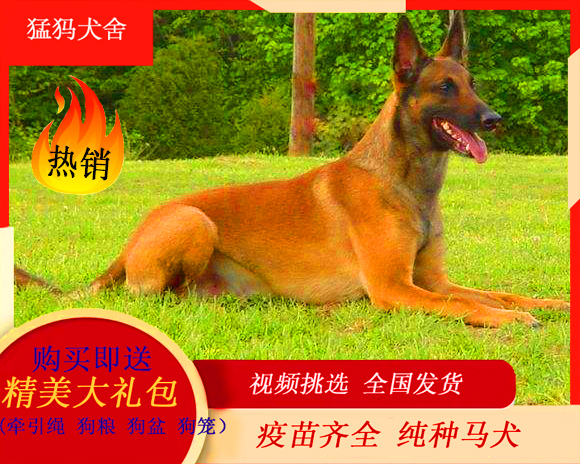马犬幼犬纯种比利时马犬看家护院犬科目马犬牧羊犬