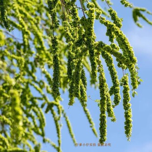 2026年现摘新鲜野菜榆钱有机蔬菜榆钱儿钱串树子槐花3斤起包邮