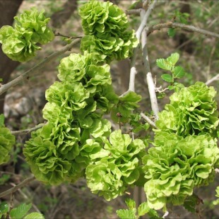 2026年现摘新鲜野菜榆钱有机蔬菜榆钱儿钱串树子槐花3斤起空运包