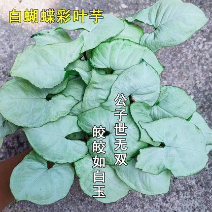 白蝴蝶彩叶芋盆栽植物室内四季办公室水培吸甲醛红粉佳人绿植花卉