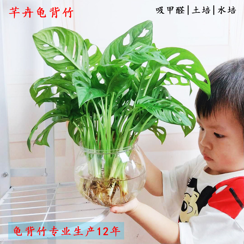仙洞龟背竹盆栽绿植室内多孔长爬藤耐荫吸甲醛植物盆栽洞洞芋