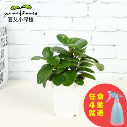 3月31日买手党每日白菜合集:每天必剁手 香港双喜抹茶饼干19.9元  买手党-买手聚集的地方