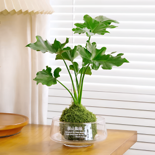 透明大口径玻璃花瓶创意禁止焦虑水培花盆苔藓球发财树办公室花器