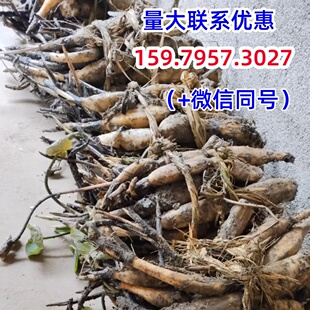 太空36号莲藕苗 一代正宗纯红花莲种芽苗 高产水果莲蓬 江西广昌