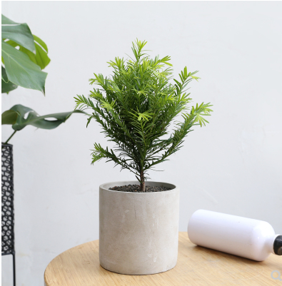 沈阳耐寒红豆杉盆栽南方红豆杉树苗室内外耐寒耐荫绿植吸甲醛净化