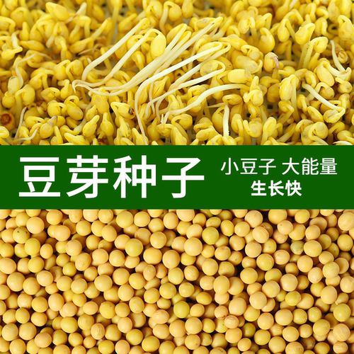 专用水培蔬菜孑发豆芽