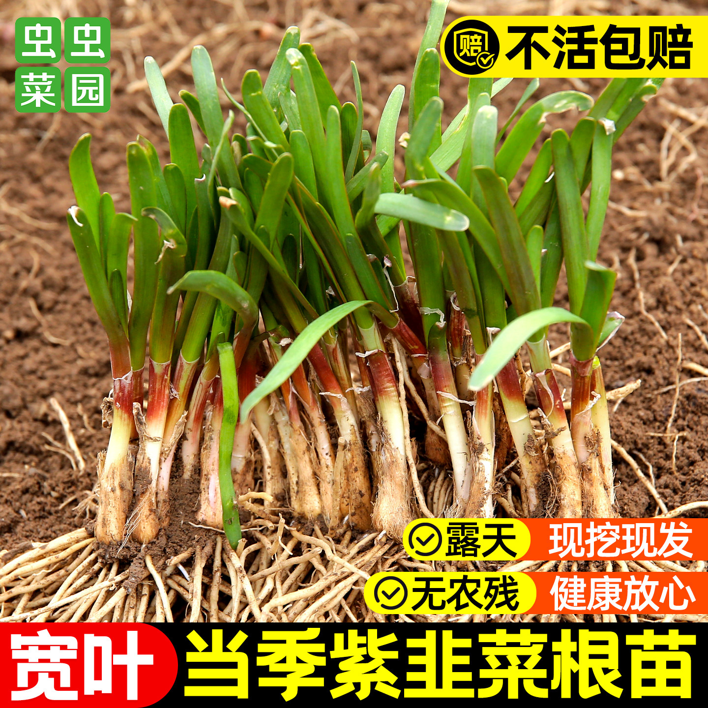 四季韭菜根苗大宽叶紫根红根带土现挖新鲜盆栽带土批发老品种种子,鲜花速递/花卉仿真/绿植园艺,种苗/半成品盆栽,淘宝优惠券,粉丝福利购,淘宝优惠卷
