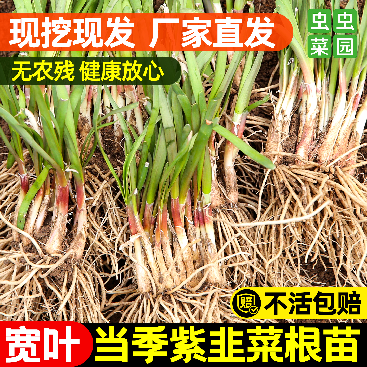 新宽叶韭菜根苗四季带土现挖