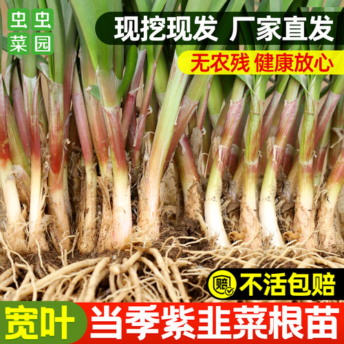 四季韭菜根苗种子红根紫根宽叶