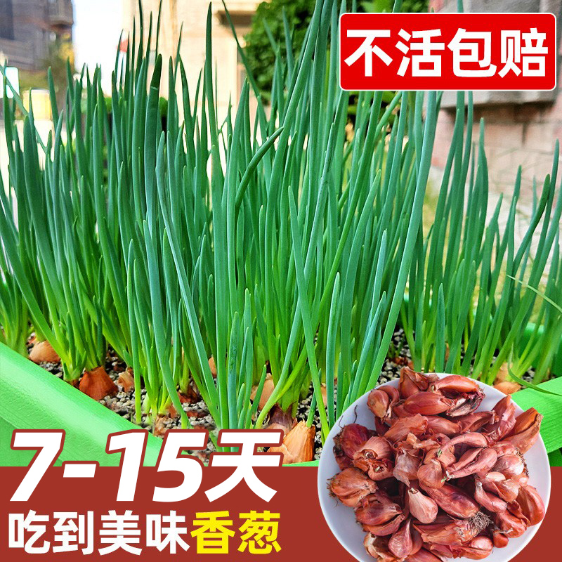 葱种葱头小葱四季小香葱种籽种子