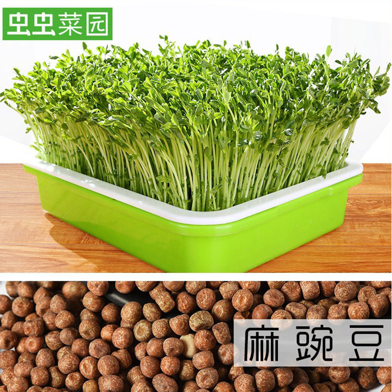 芽苗菜种子豌豆苗种孑豌豆种籽苗尖荷兰豆龙须菜四季阳台蔬菜菜籽